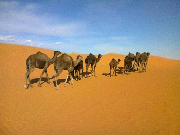 Morocco Day Travel: Camel trekking tours<br />
 Profile Photos of Morocco Day Travel Mhamid 9 N°66 Marrakech - Photo 25 of 29