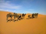 Morocco Day Travel: Camel trekking tours
