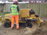 Tree surgery work on site in Crawley, West Sussex, Sussex County Tree Surgeons, Crawley Down
