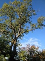 Profile Photos of Ellen Valley Trees