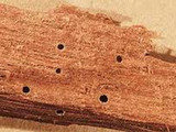 Wood Borer control gurgaon
