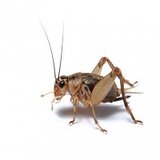 Profile Photos of Watts Pest Prevention