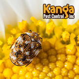 Profile Photos of Kanga Pest Control