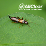 New Album of All Clear Pest Control
