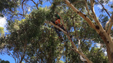Tree Culture, Yarraville