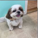  Grooming By Jessie 973 Englishtown Rd 