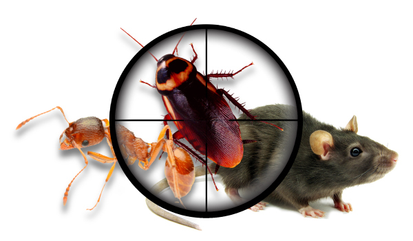  New Album of Impressive Pest Control Brisbane Impressive Pest Control - Photo 2 of 3