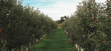 Profile Photos of Lakeland Orchard