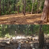 Before and after of beetle killed pine