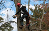 Webster Groves Tree Service, St. Louis