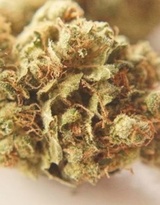  Medical Marijuana 420 985 Carola Ave 