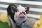 Animal Attraction Unlimited: Happy Pig Benefitted From Animal Attraction Trainers Potty Training A Pig.
