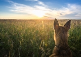 Animal Attraction Unlimited: Dog staring into sunset Animal Attraction Unlimited - 