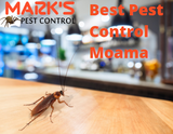 New Album of Pest Control Moama