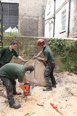 Cutting big stump. GraftinGardeners Ltd 45 Swanwick Close 