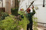 Carrying out branches. GraftinGardeners Ltd 45 Swanwick Close 
