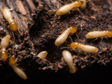 Profile Photos of Allied Termite & Pest Control Inc