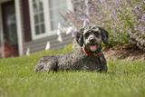 Profile Photos of DogWatch of Evansville