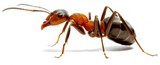  Ant Control Adelaide Marks Pest Control 