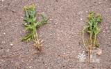 Profile Photos of Precision Weed Control