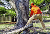  Tree Removal Service Birmingham 1821 11th Ave S  # 55551 