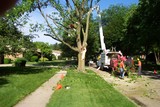 Profile Photos of Tree Removal Service Birmingham