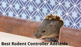  Rodent Control Adelaide Gilbert Street 