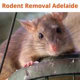 New Album of Rodent Control Adelaide
