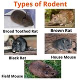 New Album of Rodent Control Adelaide