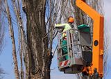 Profile Photos of Rhode Island Tree Removal