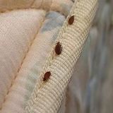 Profile Photos of A1 Bed Bug Exterminator Scarborough