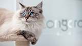 Profile Photos of Longcroft Luxury Cat Hotel Tring