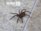 Profile Photos of Insect IQ, Inc.