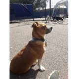 Profile Photos of Lucky Dog Daycare and Boarding (South)