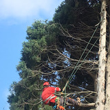 Profile Photos of LRB Tree Services
