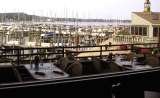 Deck dining overlooking Eldean Shipyard and Marina Piper Restaurant and Banquet Venue 2225 South Shore Drive 