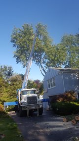 New Album of CA Tree Removal of Newmarket