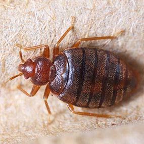  New Album of Eco Bed Bug Exterminators Dc 1615 Q St NW - Photo 2 of 5