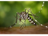 Profile Photos of Stokes Mosquito and Outdoor Pest Service