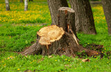 Tree Stump Removal Services in Toronto<br />
<br />
https://www.fivestartreecare.ca/ Five Star Tree Services 156 Duncan Rd 