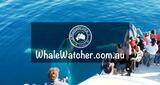 WhaleWatcher.com.au, Torquay