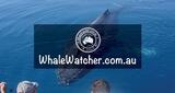 WhaleWatcher.com.au, Torquay