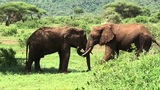  Affordable Arusha National Park Safari Tours Packages by Tanzania Rift P.O Box 11381 Arusha-Tanzania (East Africa) 