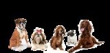 Profile Photos of Dogs HQ - Dog Trainers & Groomers Melbourne