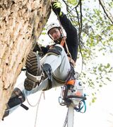 Downers Grove Tree Service, Downers Grove