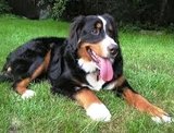 Profile Photos of RCM Dog Training