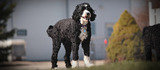 Profile Photos of Willow Creek Water Dogs