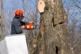 Profile Photos of Tree Care in Bucks