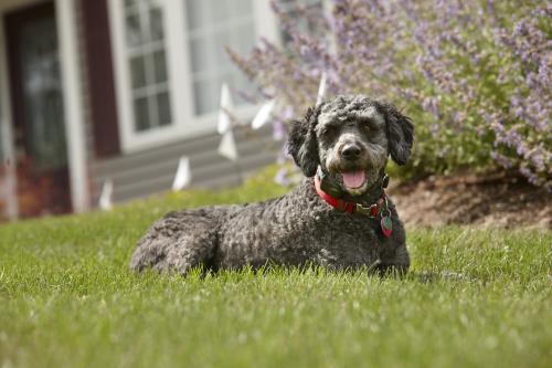  Profile Photos of DogWatch of Augusta - Aiken 3855 Washington Rd - Photo 3 of 4