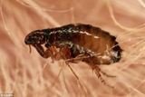 Profile Photos of Termite Control Specialists of Los Angeles